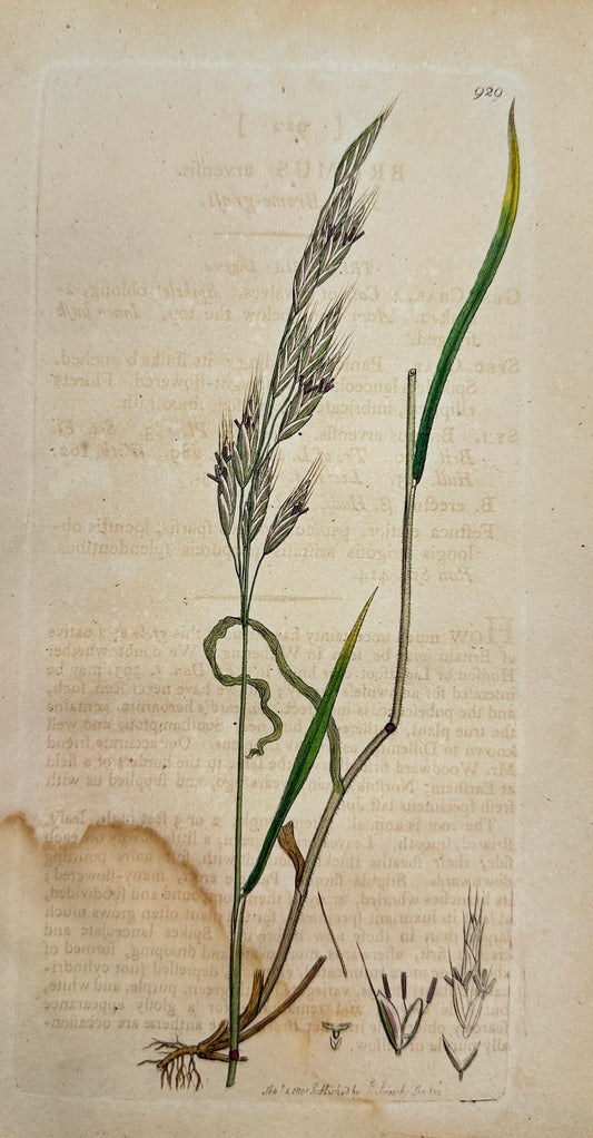 Antique Print - James Sowerby - Bromus Arvenſis - Field Bromegrass - F1