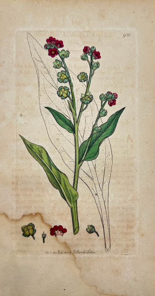 Antique Print - Sowerby - Cynoglossum Officinale - Common Hounds-tongue - F1