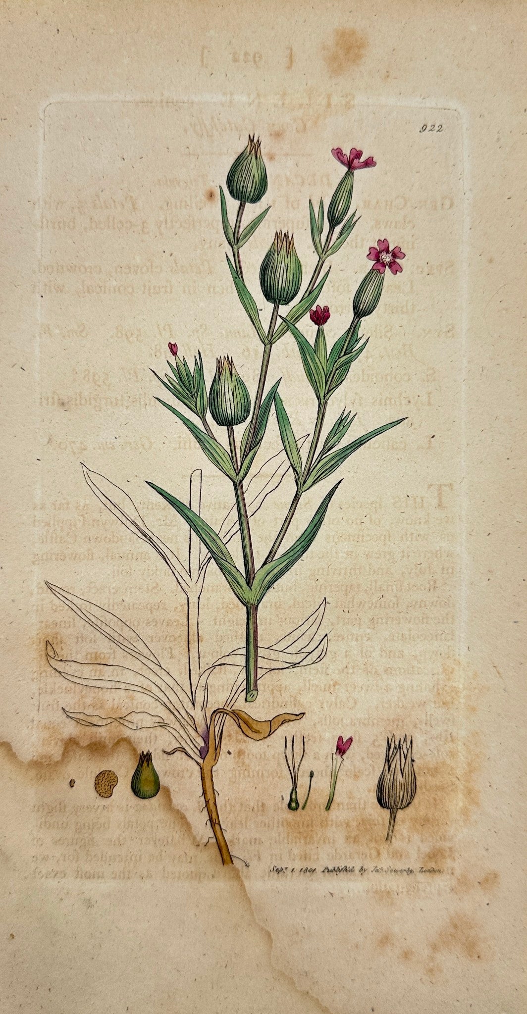 Antique Botanical Print - James Sowerby - Silene Conica - Corn Catchfly - F1
