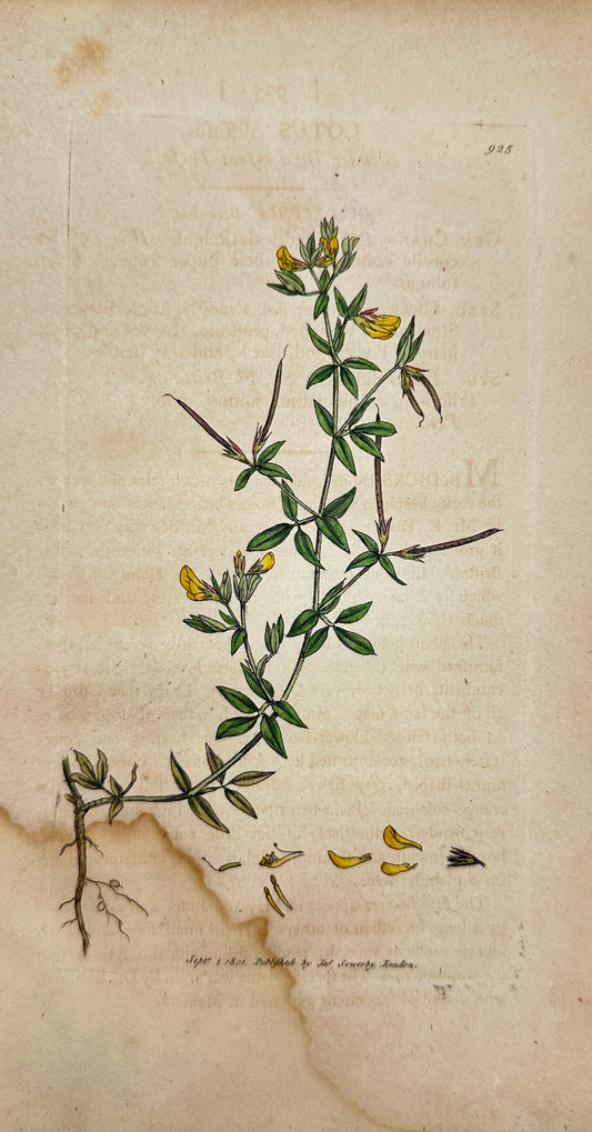 Antique Print - Sowerby - Lotus Diffusus - Slender Bird's-foot Trefoil - F1