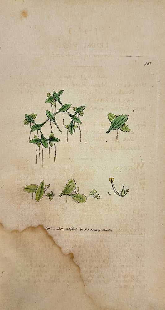 Antique Print - James Sowerby - Lemna Trifulca - Ivy-leaved Duck-weed - F1