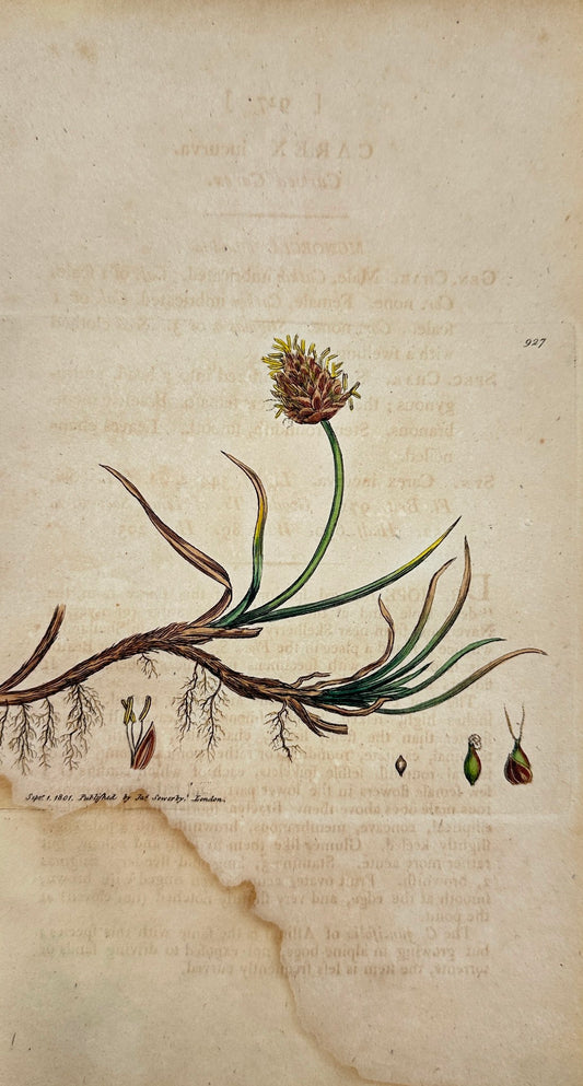 Antique Botanical Print - James Sowerby - Carex Incurva - Curved Carex - F1