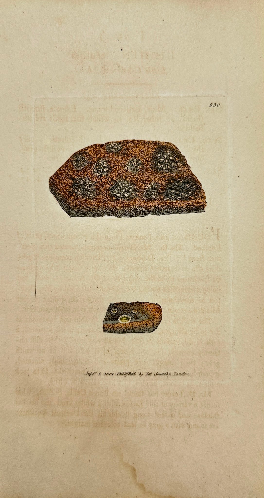 Antique Print - James Sowerby - Lichen Crenulatus - Little Crenate Lichen - F1