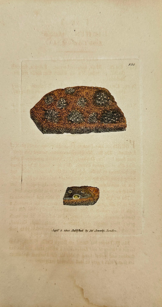 Antique Print - James Sowerby - Lichen Crenulatus - Little Crenate Lichen - F1