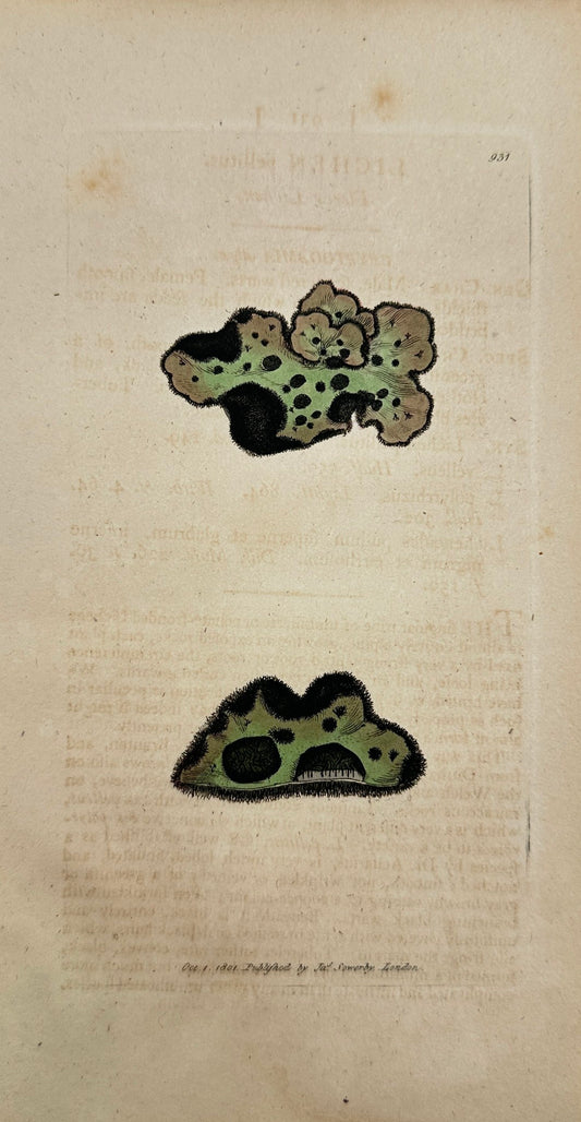 Antique Botanical Print - James Sowerby - Lichen Pellitus - Fleccy Lichen - F1