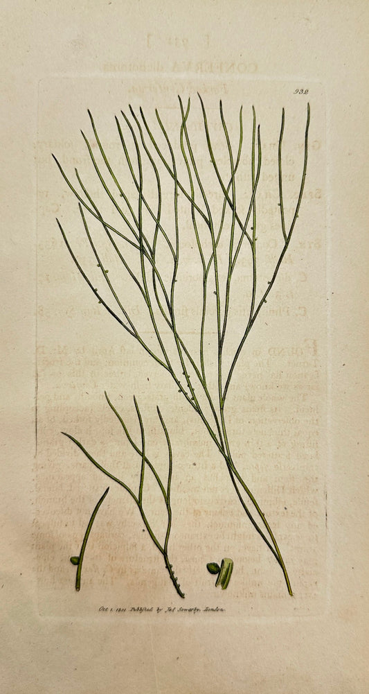 Antique Print - James Sowerby - Conferva Dichotoma - Forked Conferva - F1