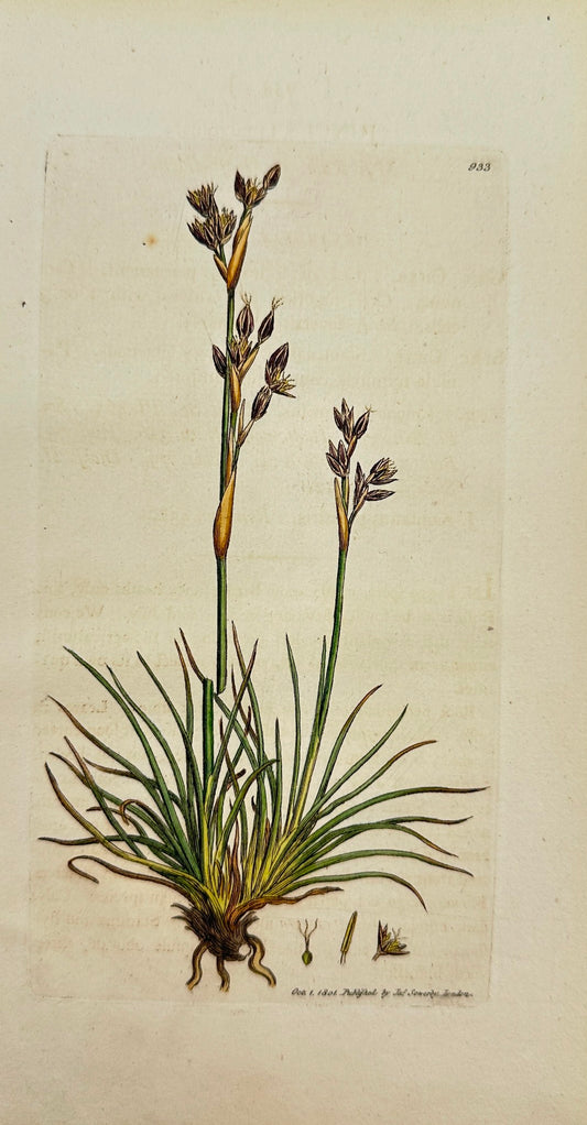 Antique Print - James Sowerby - Juncus Squarrofus - Juncus Squarrofus - F1