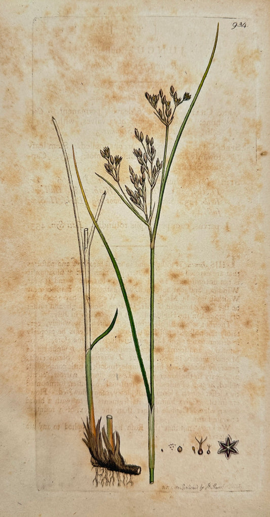 Antique Botanical Print - James Sowerby - Juncus Bulbofus - Bulbous Rush - F1