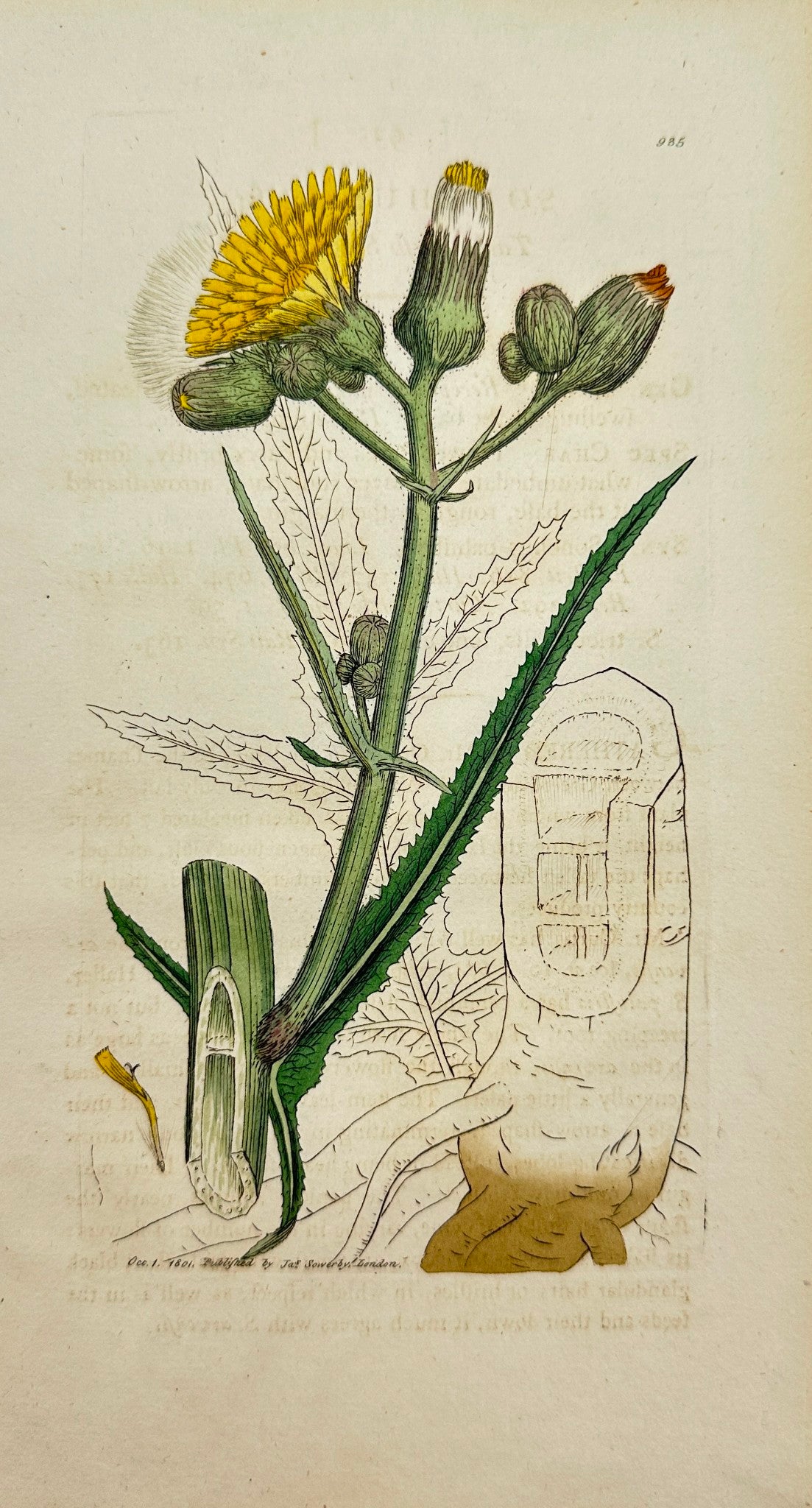 Antique Print - James Sowerby - Sonchus Palustris - Marsh Sowthistle - F1