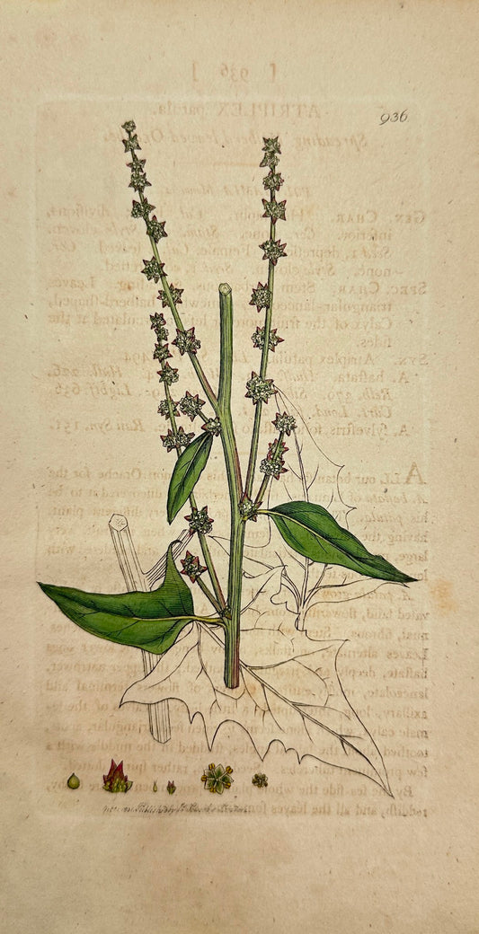 Antique Print - James Sowerby - Atriplex Patula - Spreading Orache - F1