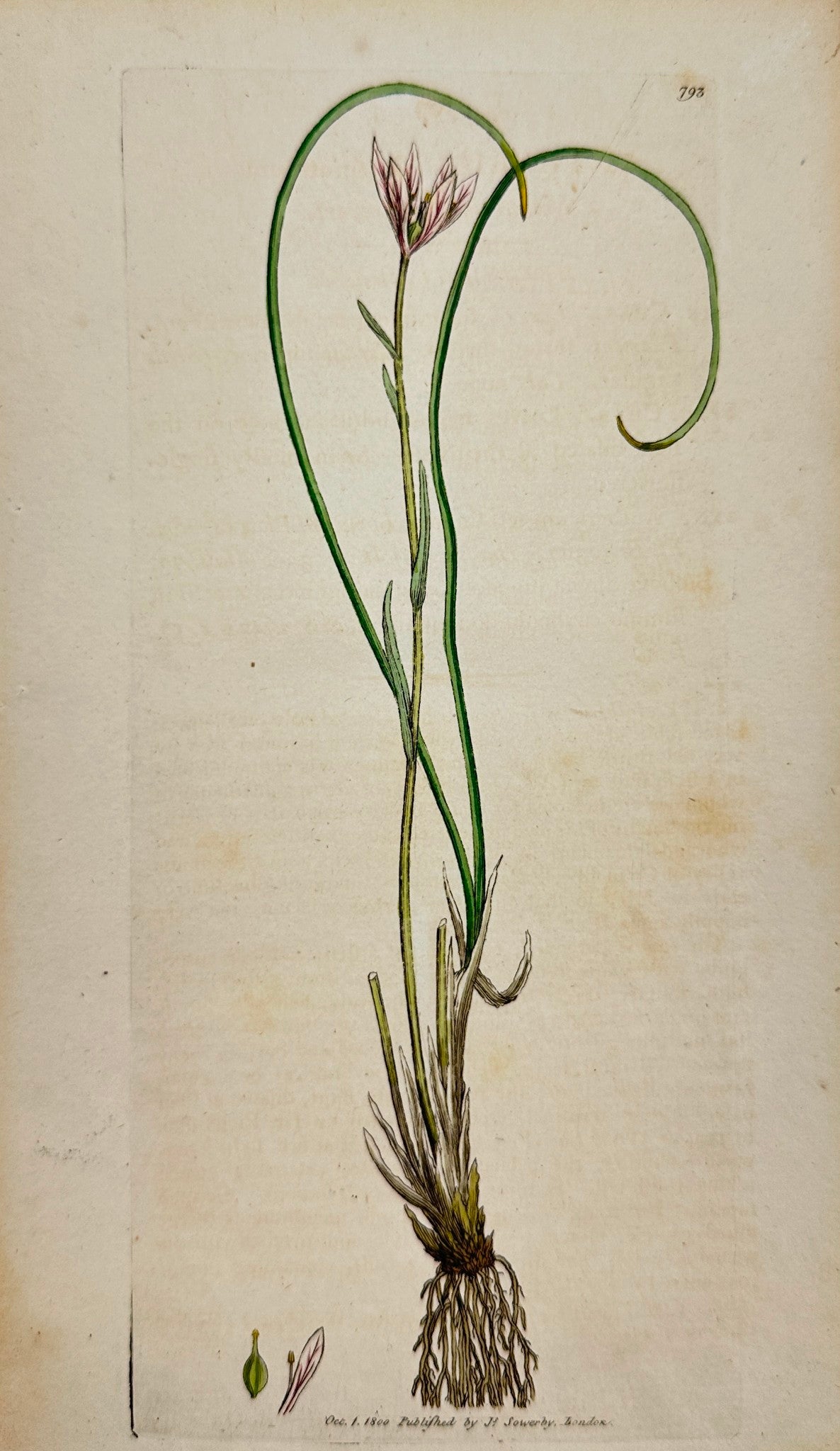 Antique Print - James Sowerby - Anthericum Ferotinum - Mountain Spiderwort - F1