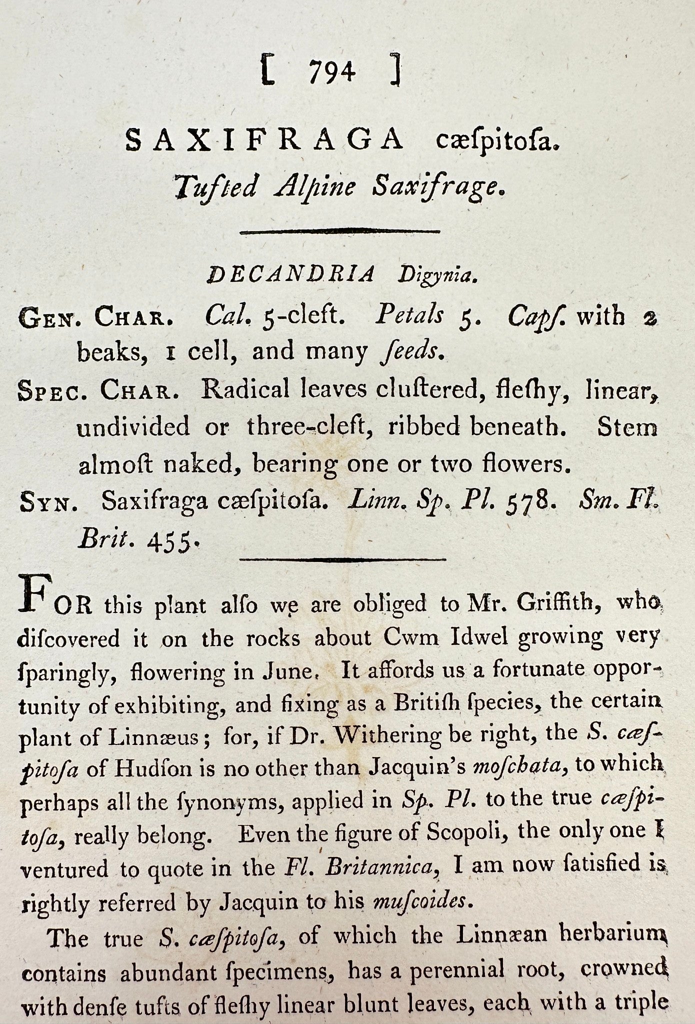 Antique Print - James Sowerby - Saxifraga Cæspitosa - Tufted Saxifrage - F1