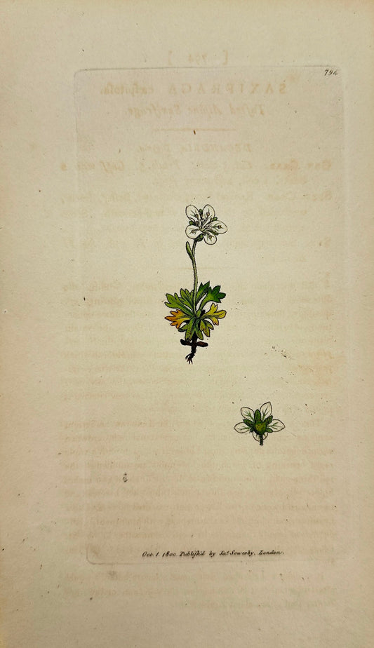 Antique Print - James Sowerby - Saxifraga Cæspitosa - Tufted Saxifrage - F1