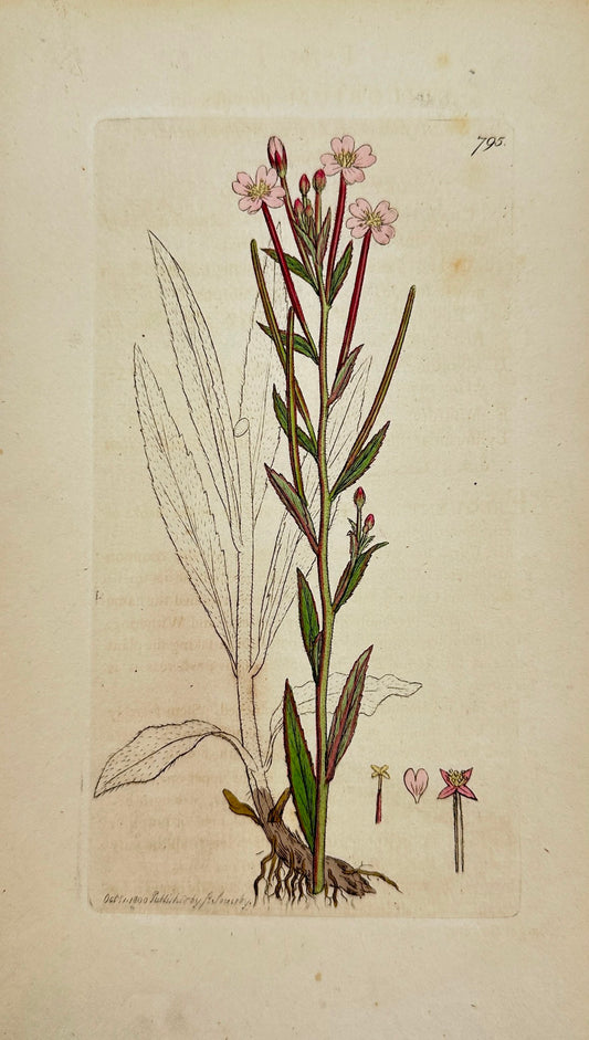 Antique Print - Sowerby - Epilobium Parviflorum - Small-flowered Willowherb - F1