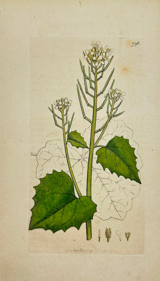 Antique Print - James Sowerby - Erysimum Alliaria - Garlick Hedge-mustard - F1