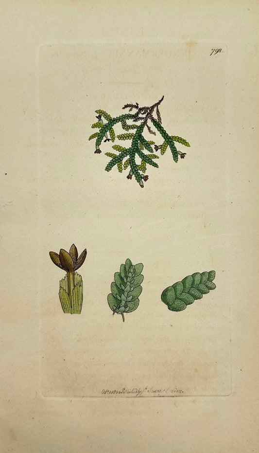 Antique Print - Sowerby - Jungermannia Platyphylla - Wall Jungermannia - F1