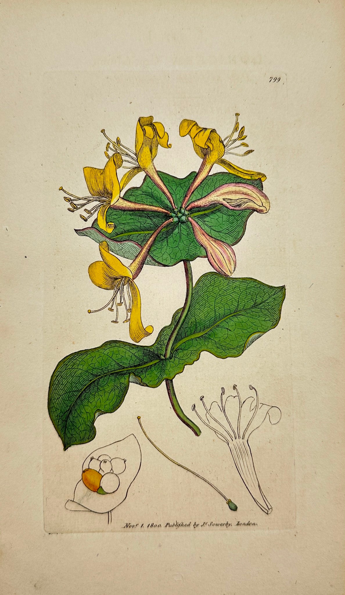 Antique Print - James Sowerby - Lonicera Caprifolium - Italian Woodbine - F1