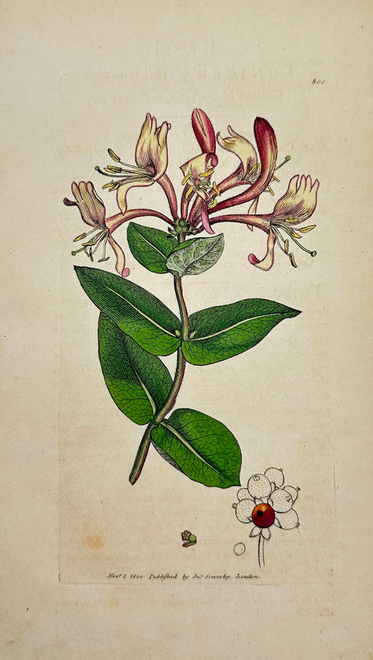 Antique Print - James Sowerby - Lonicera Periclymenum - Common Honeysuckle - F1