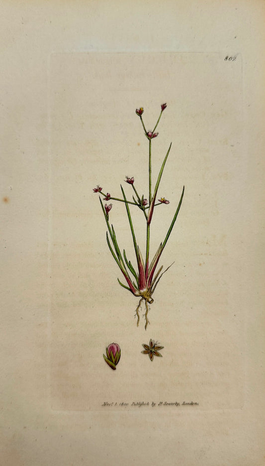 Antique Print - James Sowerby - Juncus Uliginosus - Little bulbous Rush - F1