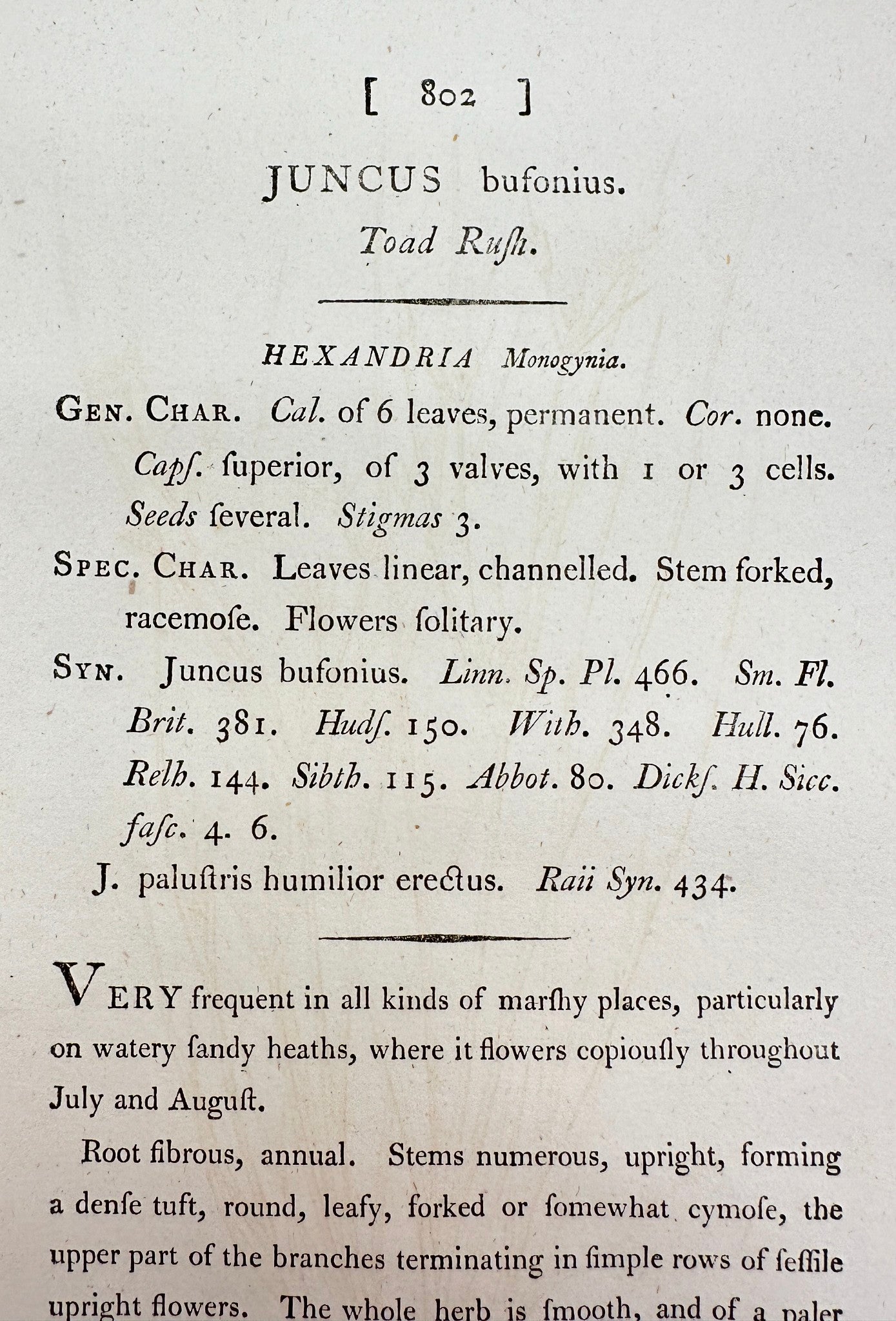 Antique Botanical Print - James Sowerby - Juncus Bufonius - Toad Rush - F1