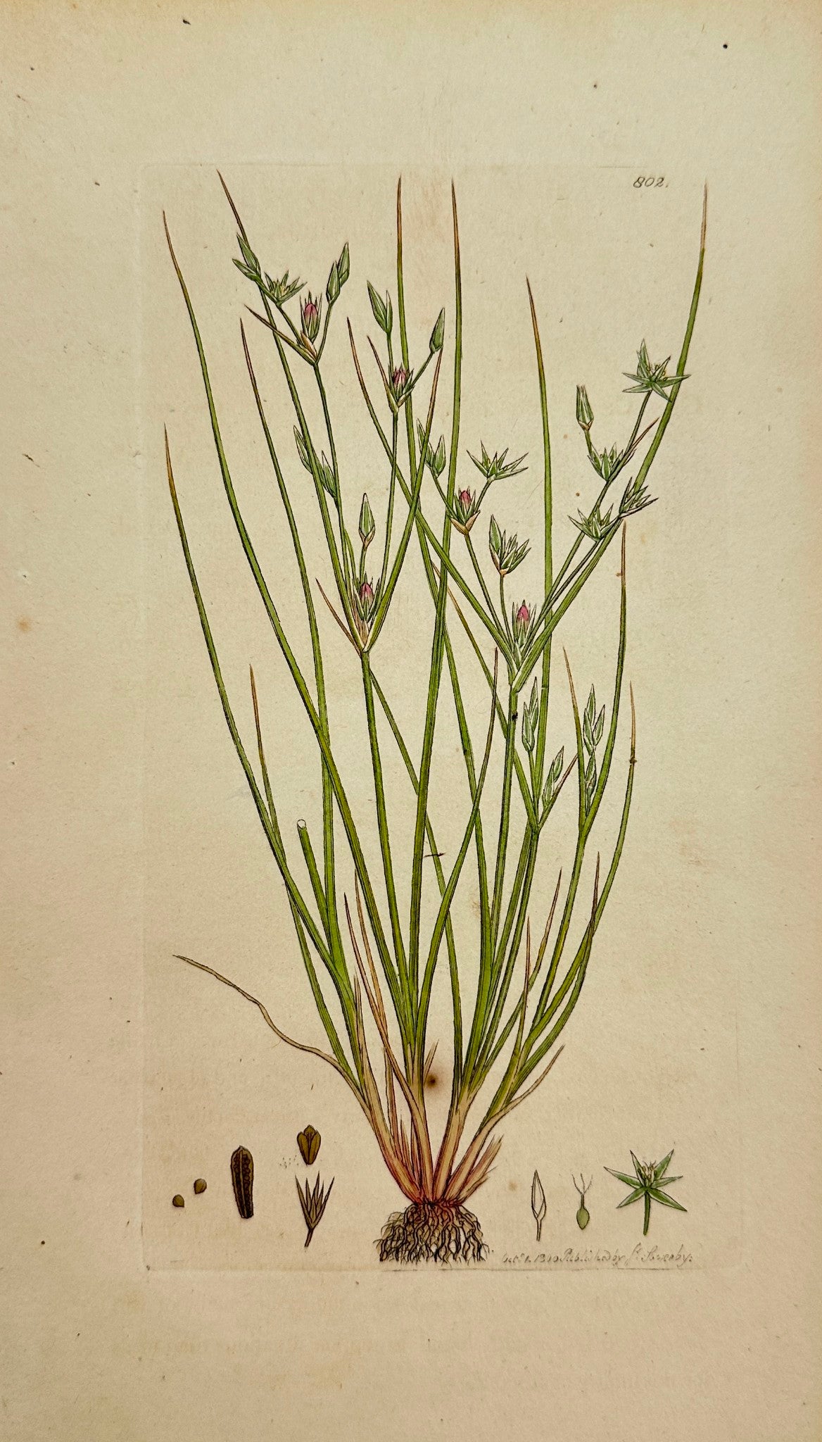 Antique Botanical Print - James Sowerby - Juncus Bufonius - Toad Rush - F1