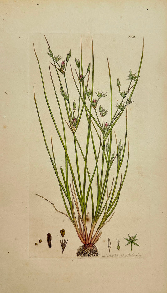 Antique Botanical Print - James Sowerby - Juncus Bufonius - Toad Rush - F1