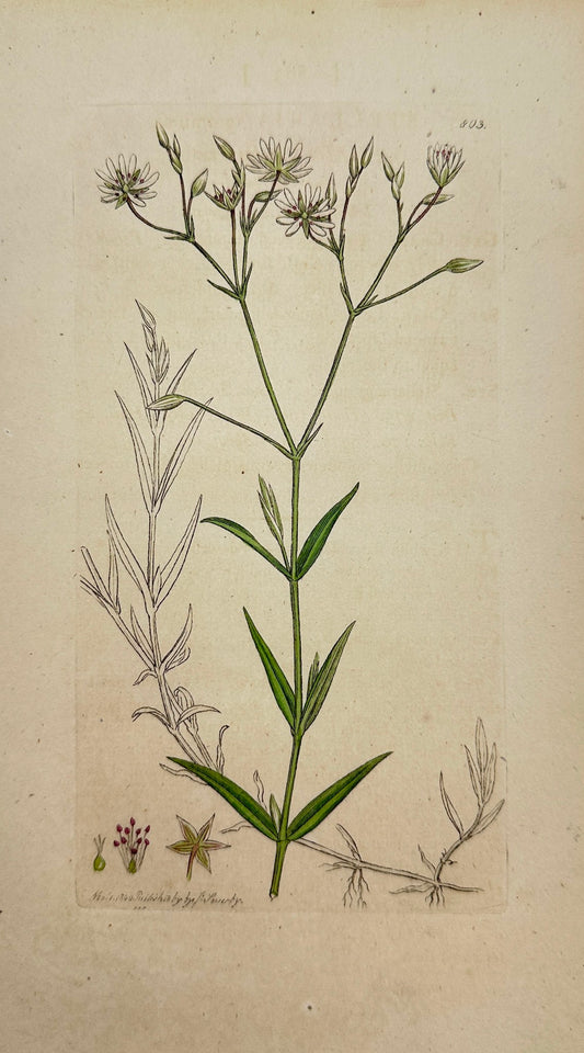 Antique Print - James Sowerby - Stellaria Graminea - Leffer Stitchwort - F1