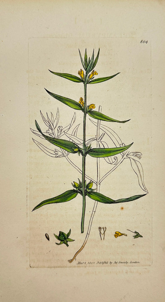 Antique Print - James Sowerby - Melampyrum Sylvaticum - Wood Cow-wheat - F1