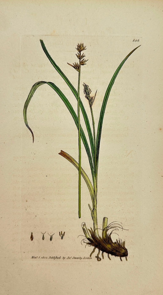Antique Print - James Sowerby - Lathyrus Sylvestris - Little Prickly Carex - F1