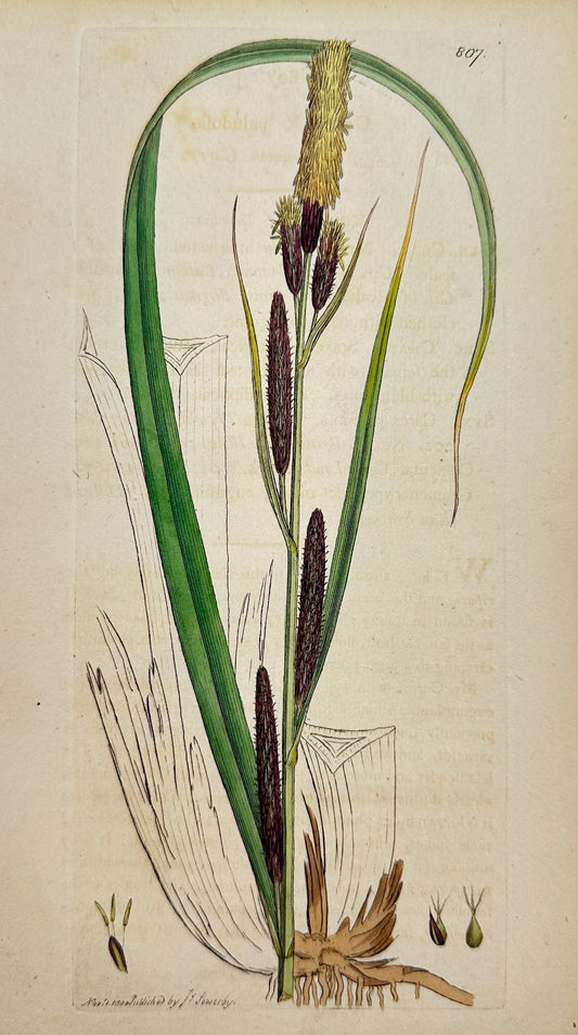 Antique Print - James Sowerby - Carex Paludosa - Leffer Common Carex - F1