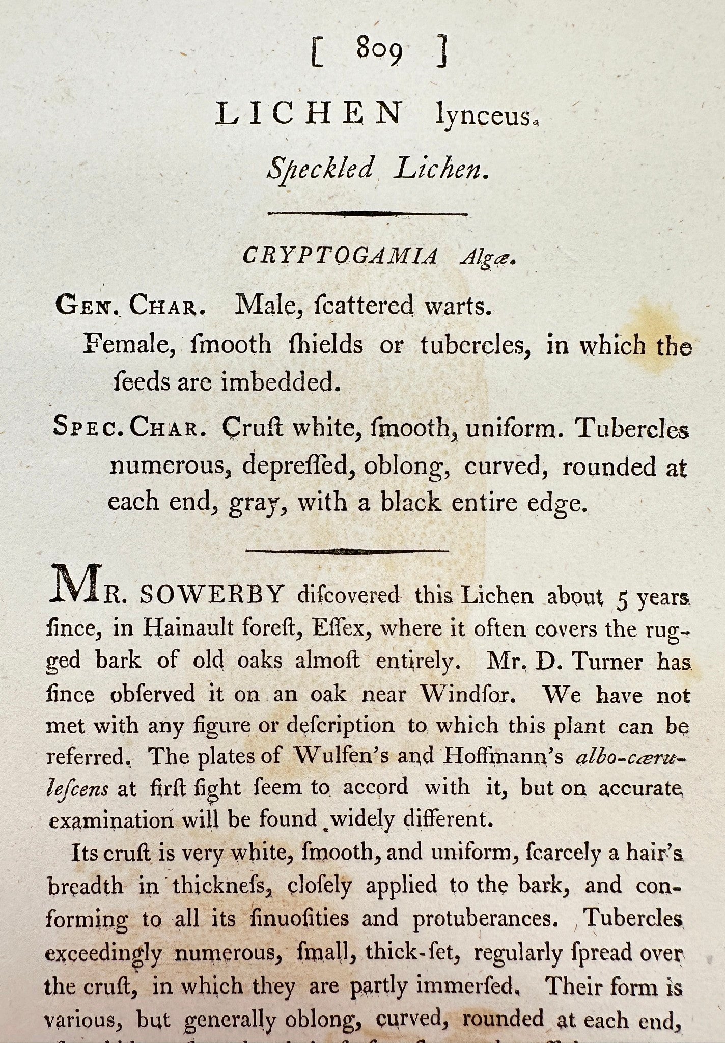Antique Botanical Print - James Sowerby - Lichen Lynceus - Speckled Lichen - F1