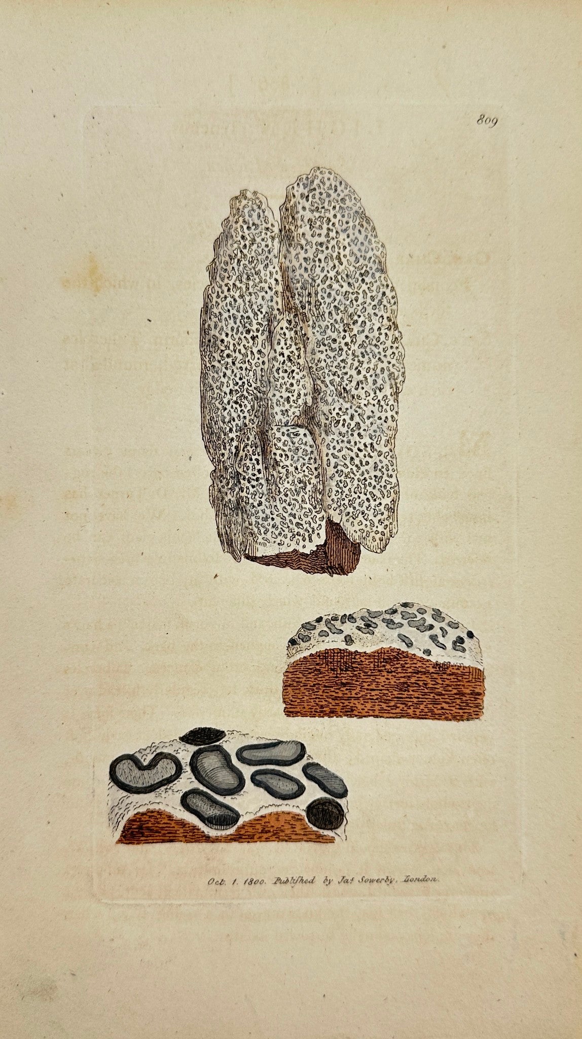 Antique Botanical Print - James Sowerby - Lichen Lynceus - Speckled Lichen - F1