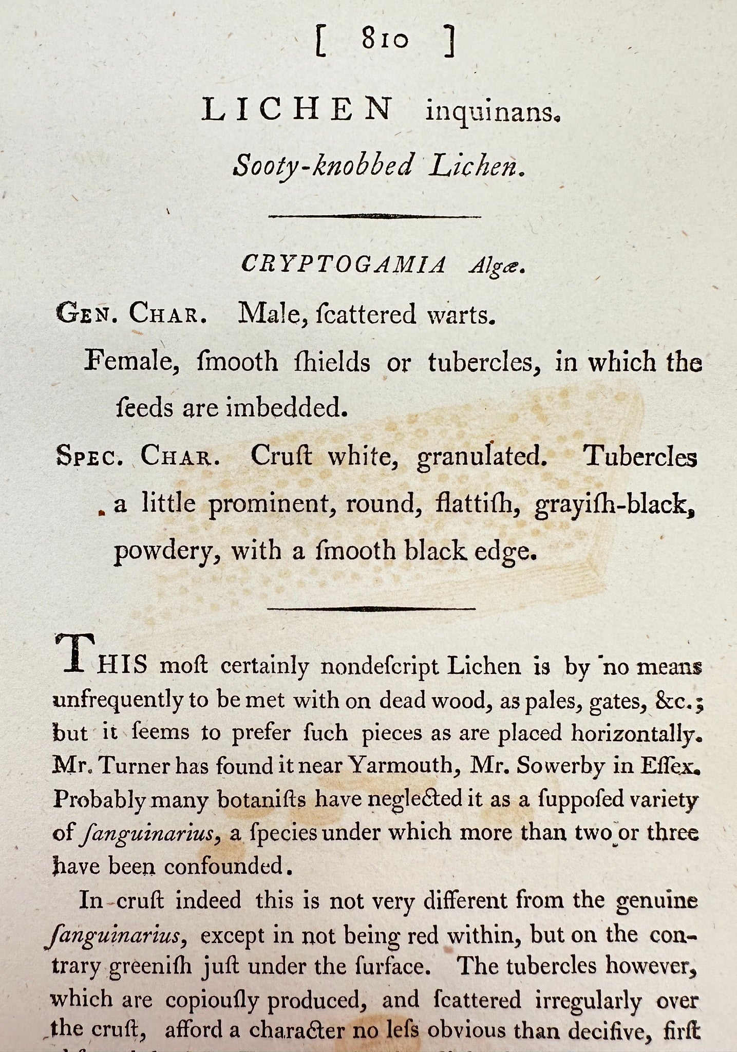 Antique Print - James Sowerby - Lichen Inquinans - Sooty-knobbed Lichen - F1