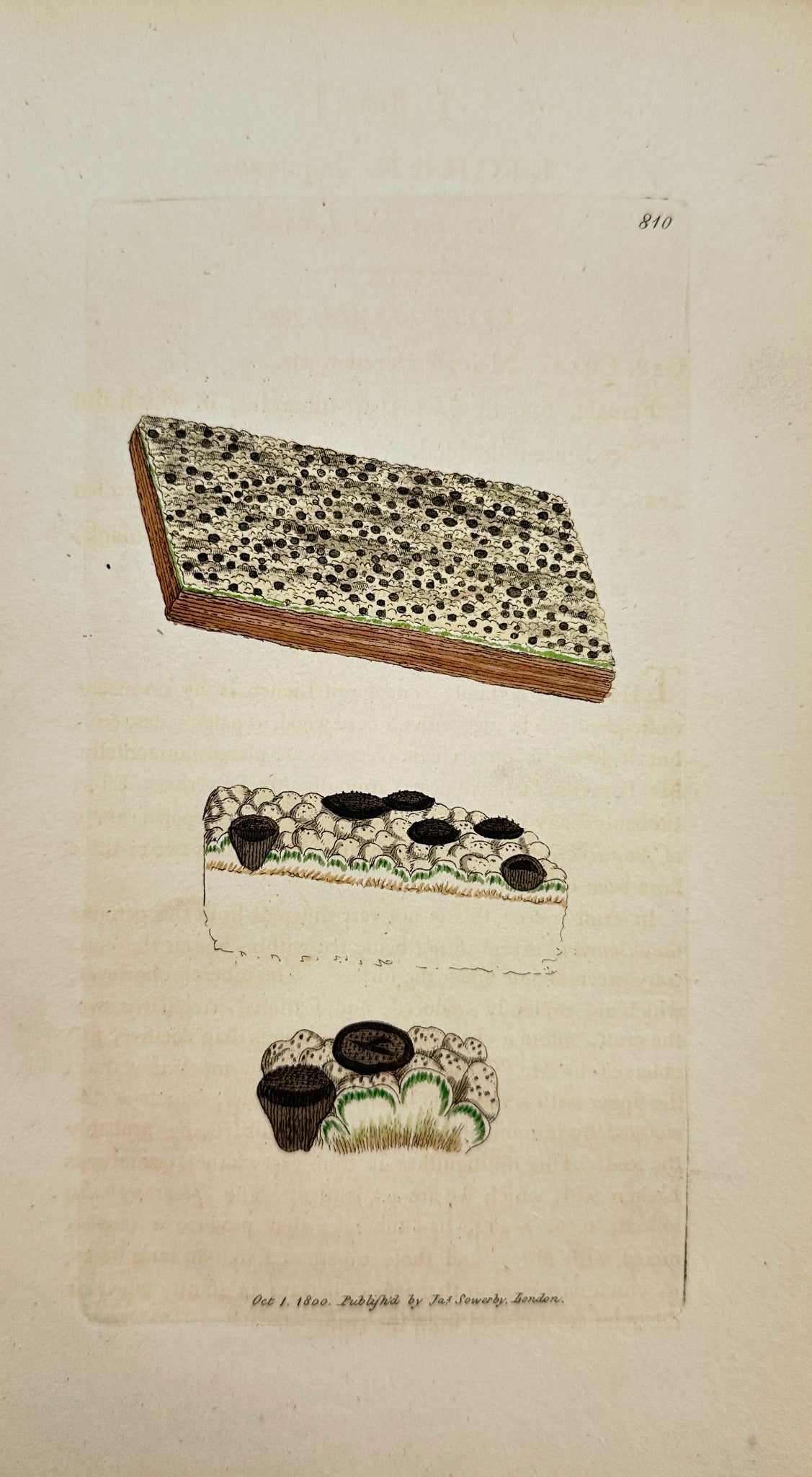 Antique Print - James Sowerby - Lichen Inquinans - Sooty-knobbed Lichen - F1