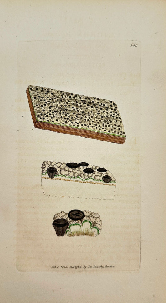 Antique Print - James Sowerby - Lichen Inquinans - Sooty-knobbed Lichen - F1