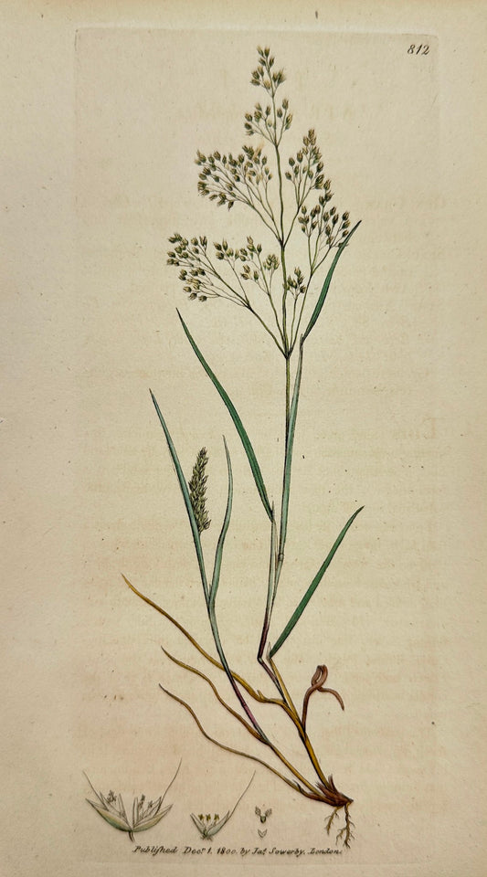 Antique Print - James Sowerby - Aira Caryophyllea - Silver Hair-grafs - F1