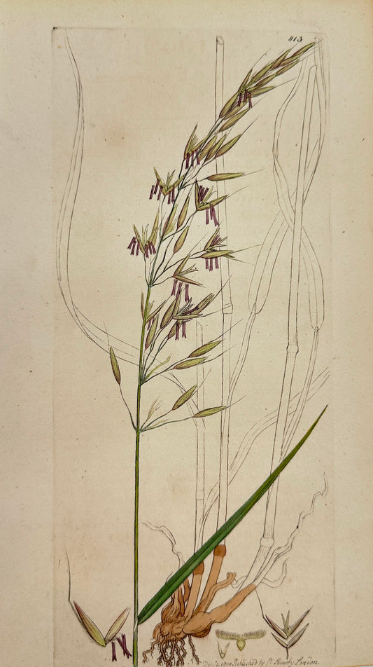 Antique Print - James Sowerby - Holcus Avenaceus - Oat-like Soft-grass - F1