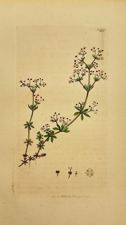 Antique Botanical Print - James Sowerby - Galium Saxatile - Heath Bedstraw - F1