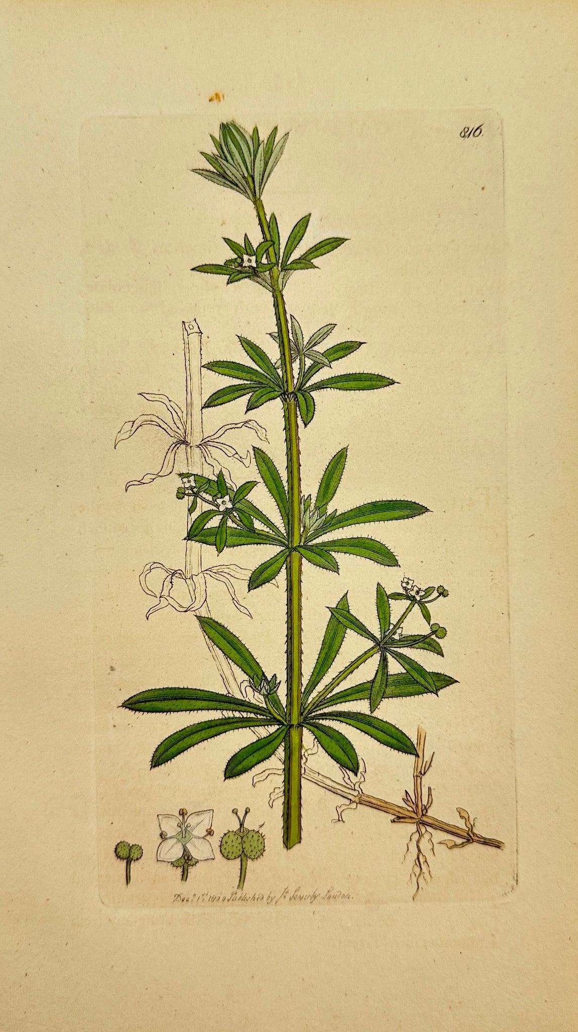 Antique Botanical Print - James Sowerby - Galium Aparine - Goose-grafs - F1