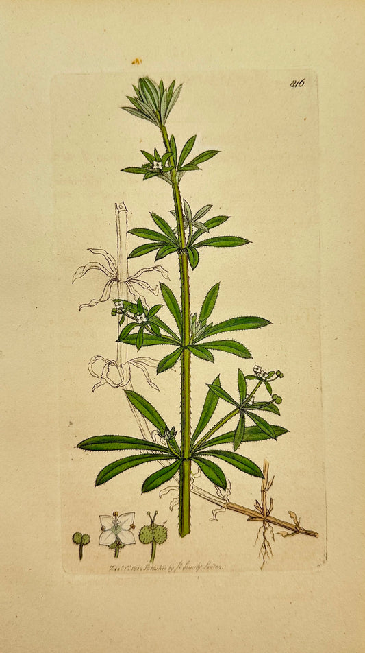 Antique Botanical Print - James Sowerby - Galium Aparine - Goose-grafs - F1