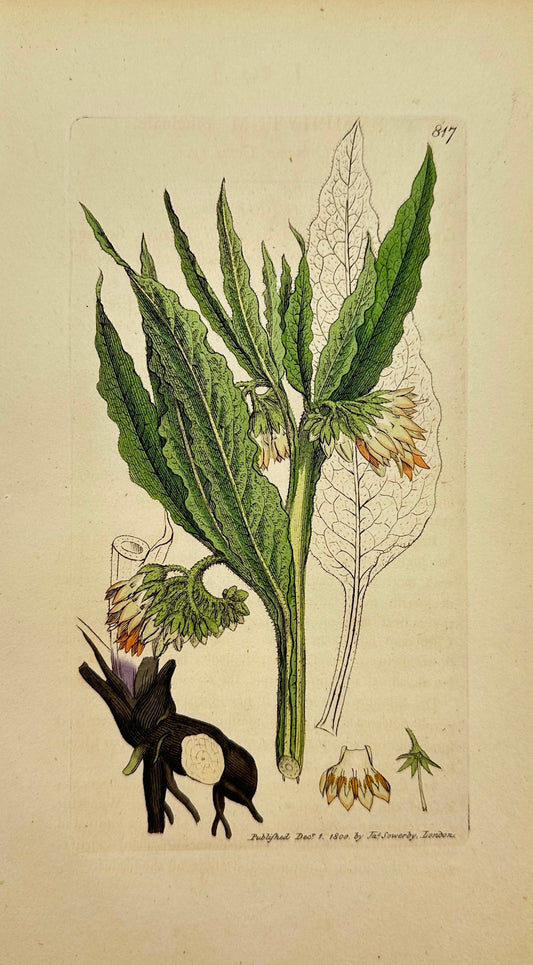 Antique Print - James Sowerby - Symphytum Officinale - Common Comfrey - F1