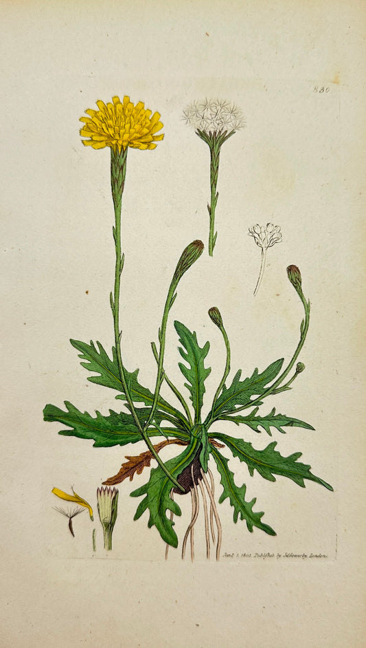 Antique Print - James Sowerby - Hedypnois Autumnalis - Autumnal Hedypnois - F1