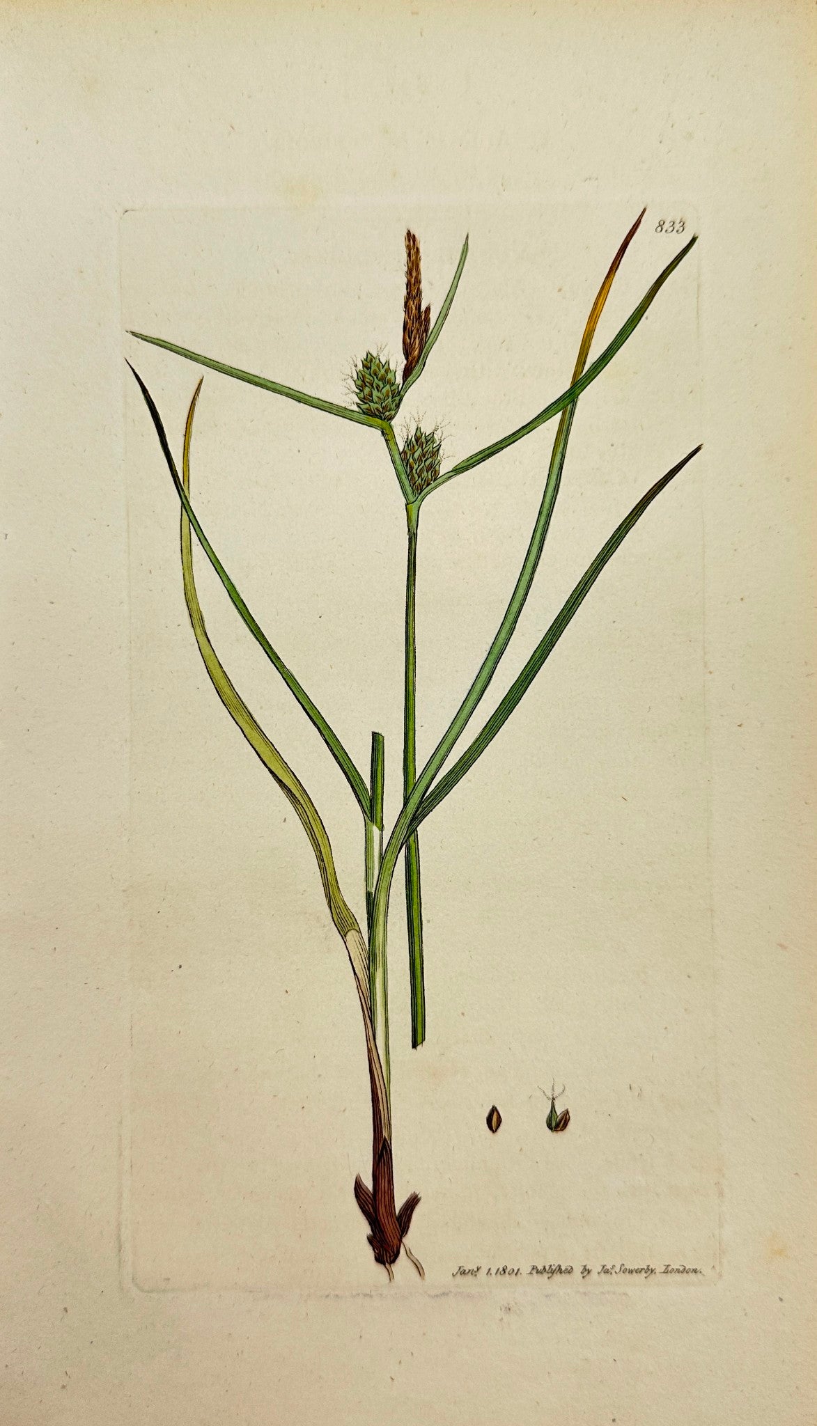 Antique Print - James Sowerby - Carex Extensa - Long-bracteated Carex - F1