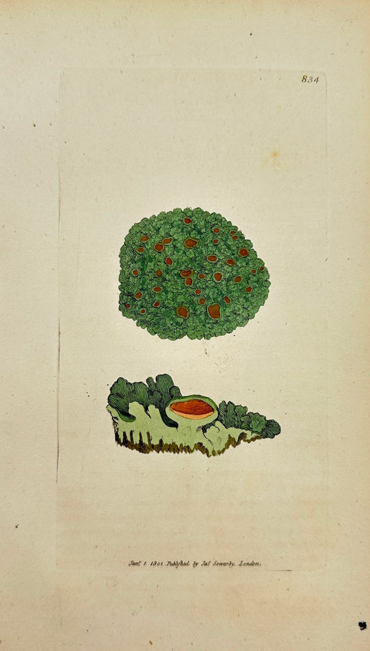 Antique Print - James Sowerby - Lichen Crispus - Criſped gelatinous Lichen - F1