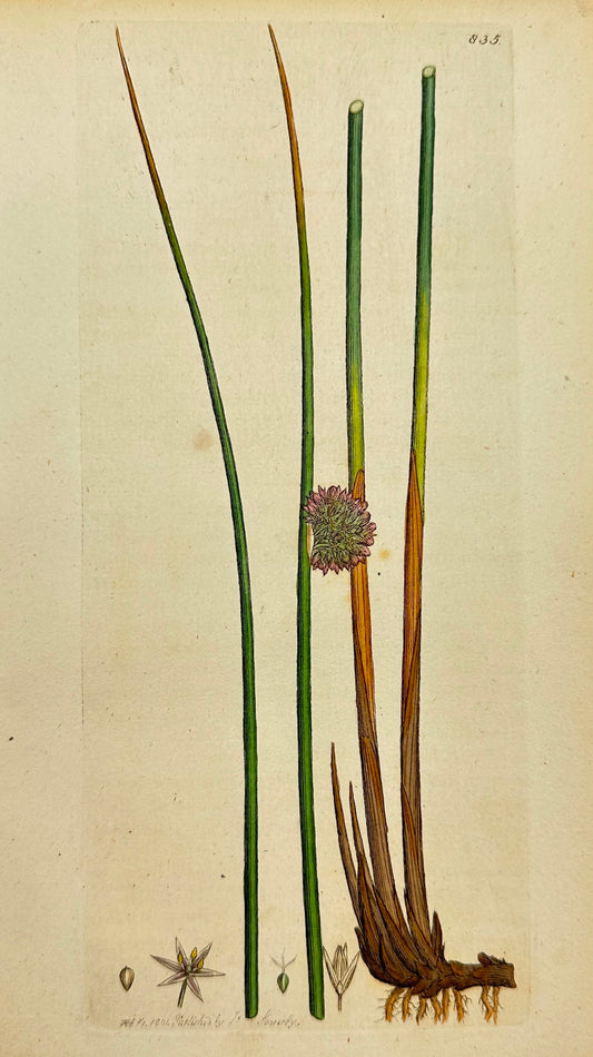 Antique Print - James Sowerby - Juncus Conglomeratus - Common Rush - F1