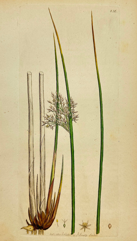 Antique Botanical Print - James Sowerby - Juncus Effusus - Soft Rush - F1