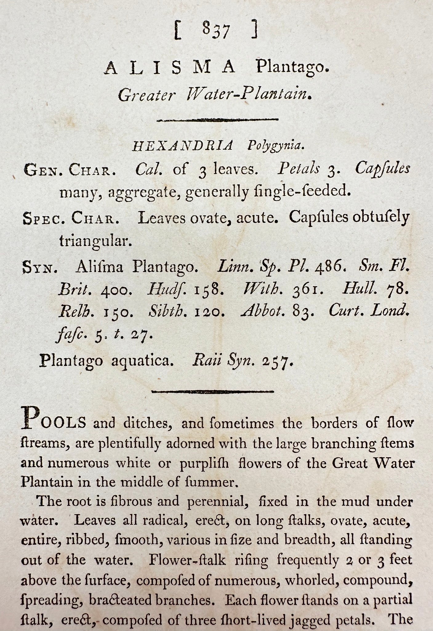 Antique Print - James Sowerby - Alisma Plantago - Greater Water-Plantain - F1