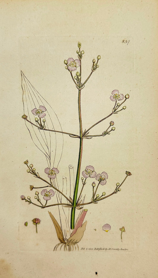 Antique Print - James Sowerby - Alisma Plantago - Greater Water-Plantain - F1