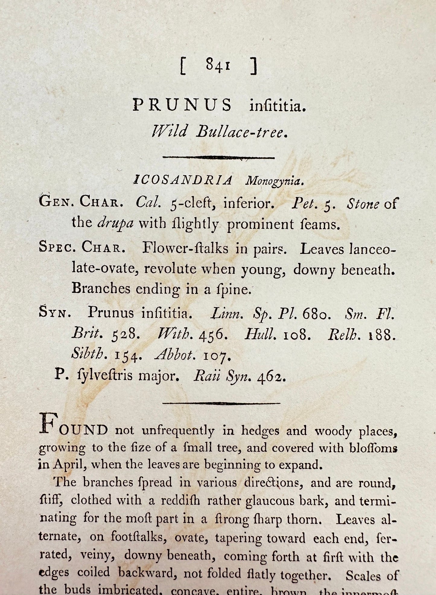 Antique Print - James Sowerby - Prunus Insititia - Wild Bullace-tree - F1