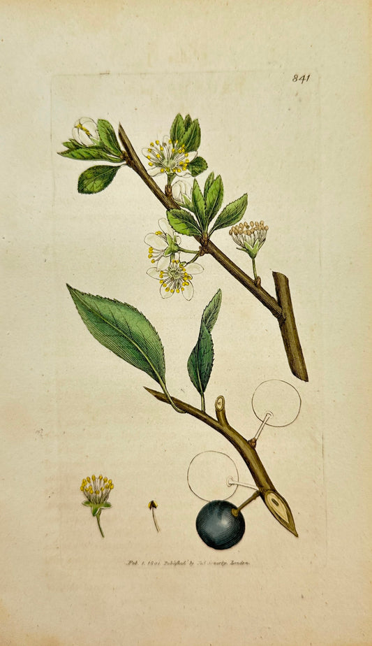 Antique Print - James Sowerby - Prunus Insititia - Wild Bullace-tree - F1